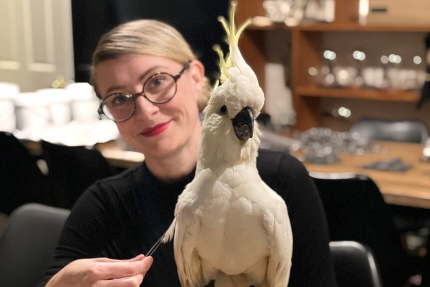 Natalie is sitting behind a mounted cockatoo she is working on. She is wearing reading glasses and has her blonde hair tied back