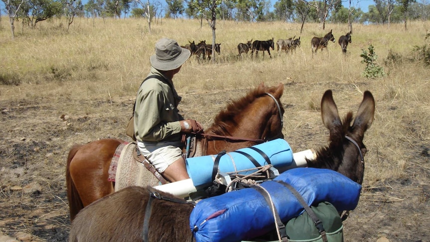 Bobby Henggeler Snr on horseback monitoring wild donkeys