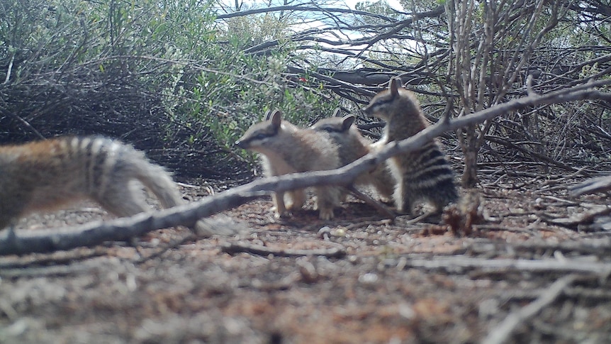 Four striped numbats standing on dirt.