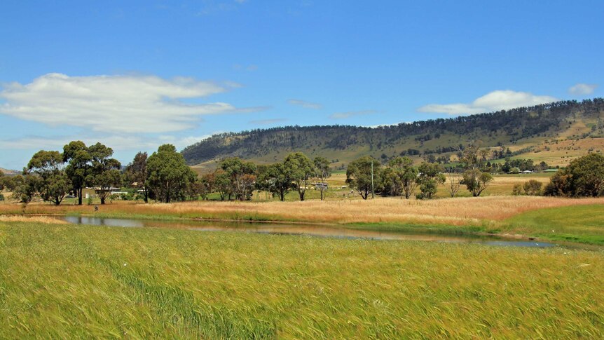Barley field with dam