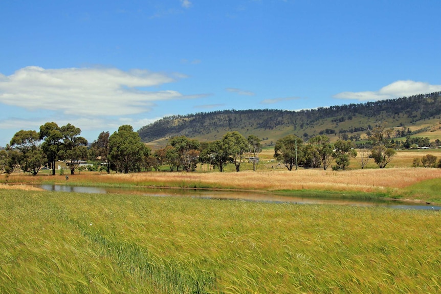 Barley field with dam