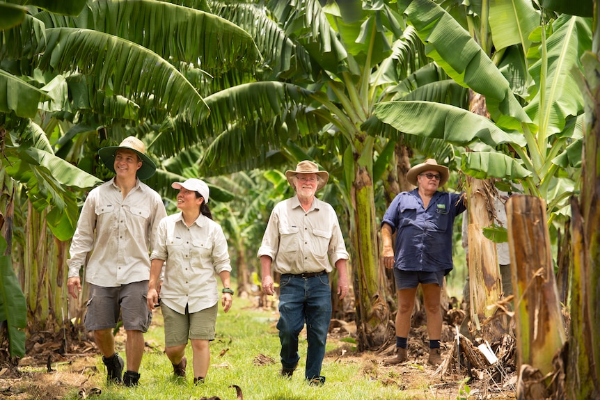 Four people walking through a banana plantation
