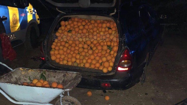 Oranges packed in the boot of a blue ca