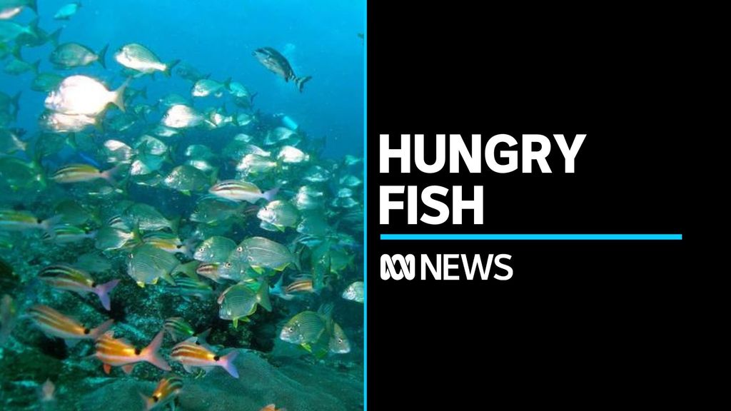 Oceans And Reefs Topic Abc News