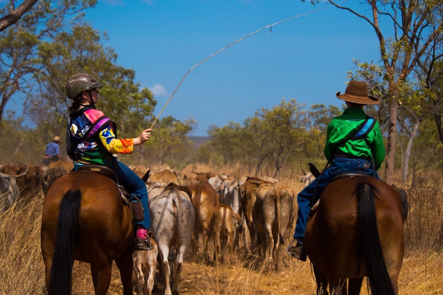 A girl and a boy sit on bay horses mustering cattle from behind. The girl teases the boy waving a stick over him.