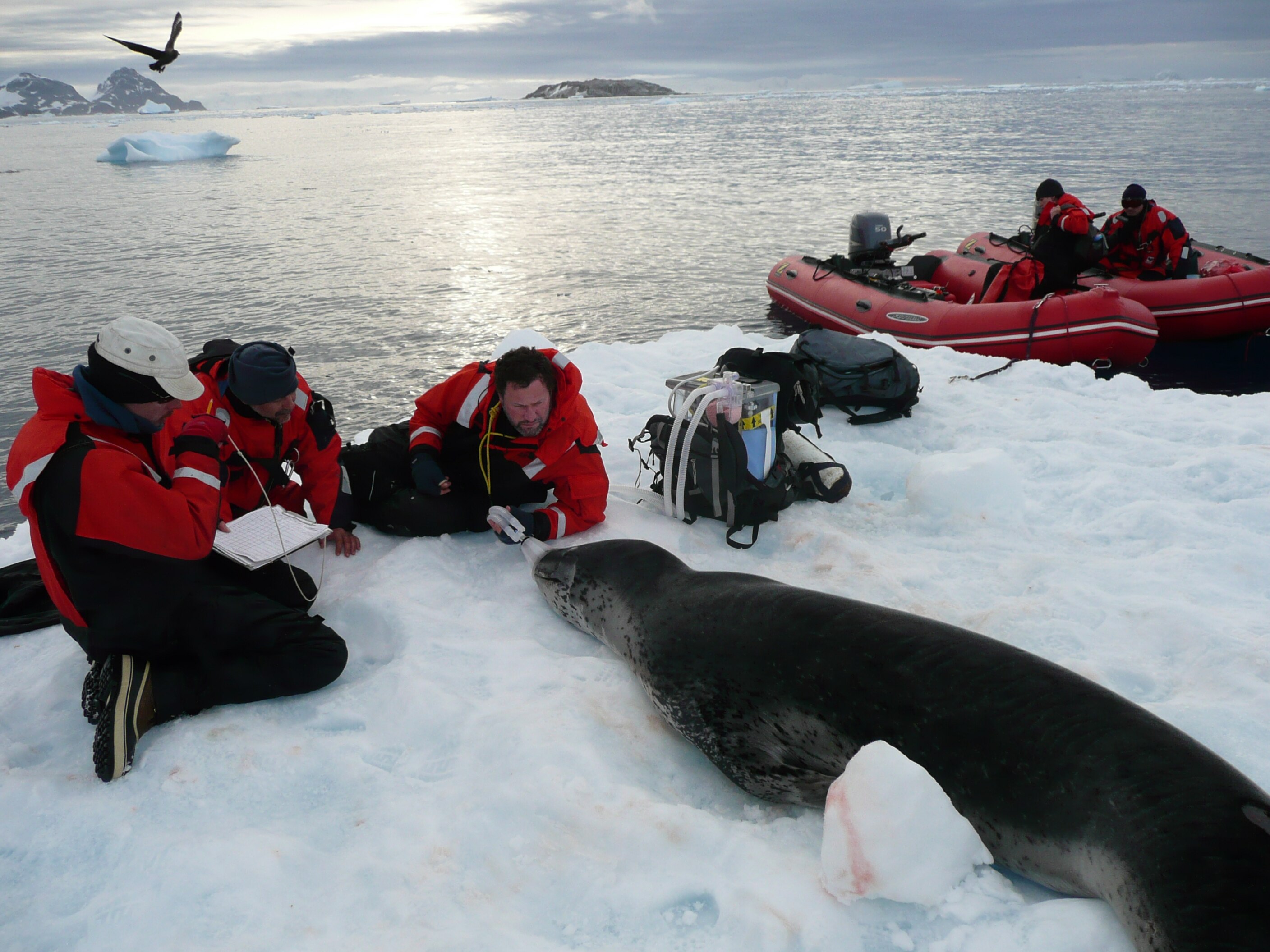 Wildlife vets refect on 'heartbreaking, confronting, rewarding' career ...