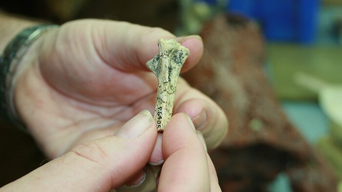 One of the four flamingo bones ever found in Central Australia at the Alcoota fossil deposit 250 kilometres north east of Alice Springs.