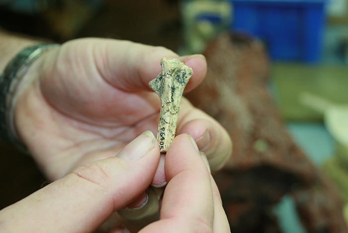 One of the four flamingo bones ever found in Central Australia at the Alcoota fossil deposit 250 kilometres north east of Alice Springs.