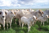White Brahman cows and calves in long green grass on research station in north Queensland