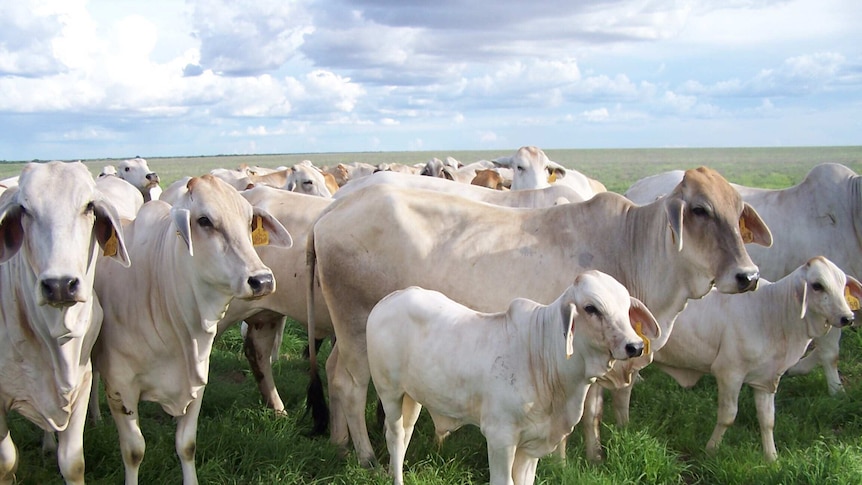 White Brahman cows and calves in long green grass on research station in north Queensland