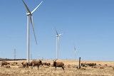 Picture of wind turbines against a blue sky with sheep looking at the camera in the foreground