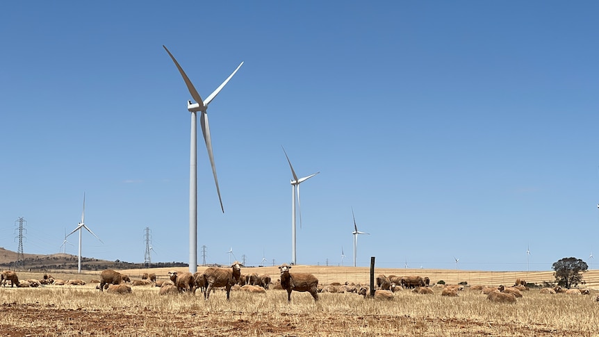Picture of wind turbines against a blue sky with sheep looking at the camera in the foreground