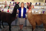 ABC weather presenter Jenny Woodward with two llama at the Brisbane Ekka.