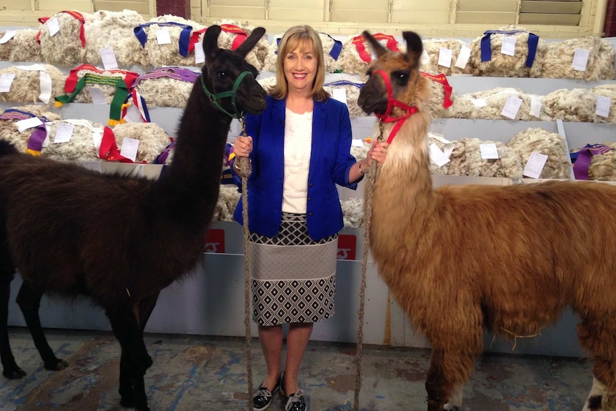 ABC weather presenter Jenny Woodward with two llama at the Brisbane Ekka.