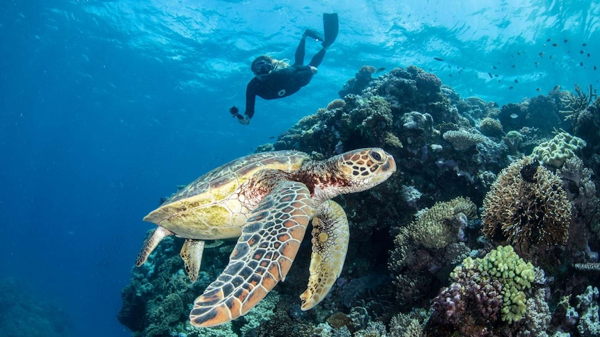 A turtle swimming near a coral reef with snorkeller holding GoPro in the background.