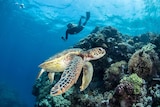 A turtle swimming near a coral reef with snorkeller holding GoPro in the background.