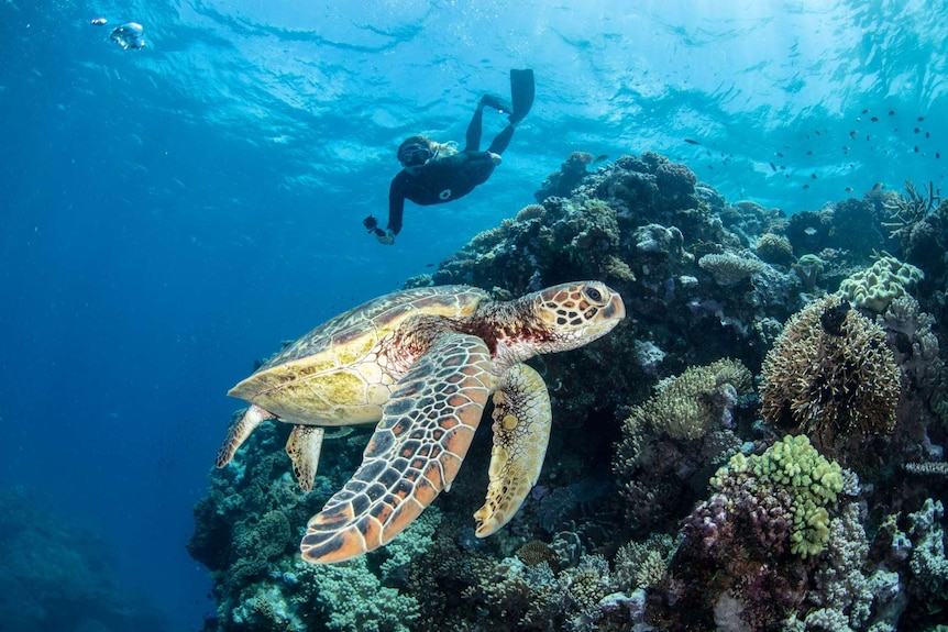 A turtle swimming near a coral reef with snorkeller holding GoPro in the background.