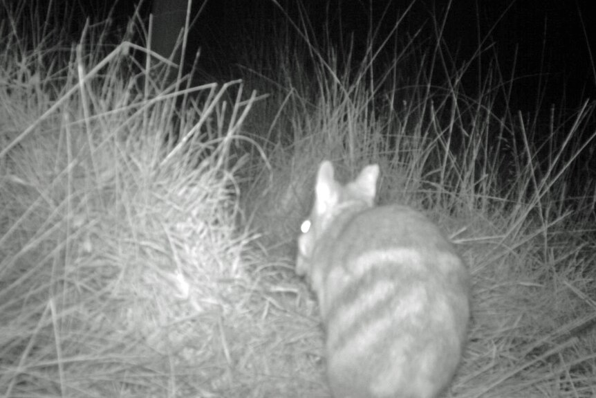 An eastern barred bandicoot