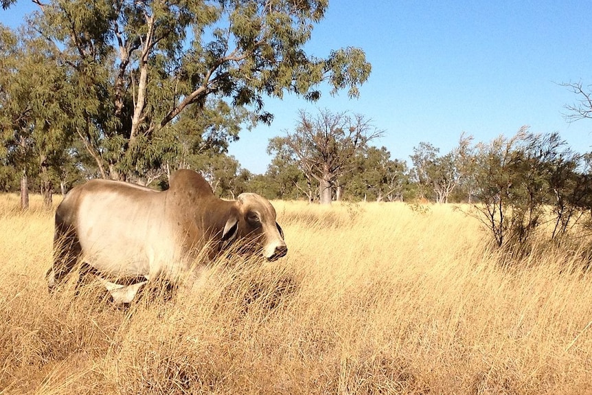 Cattle in long grass.