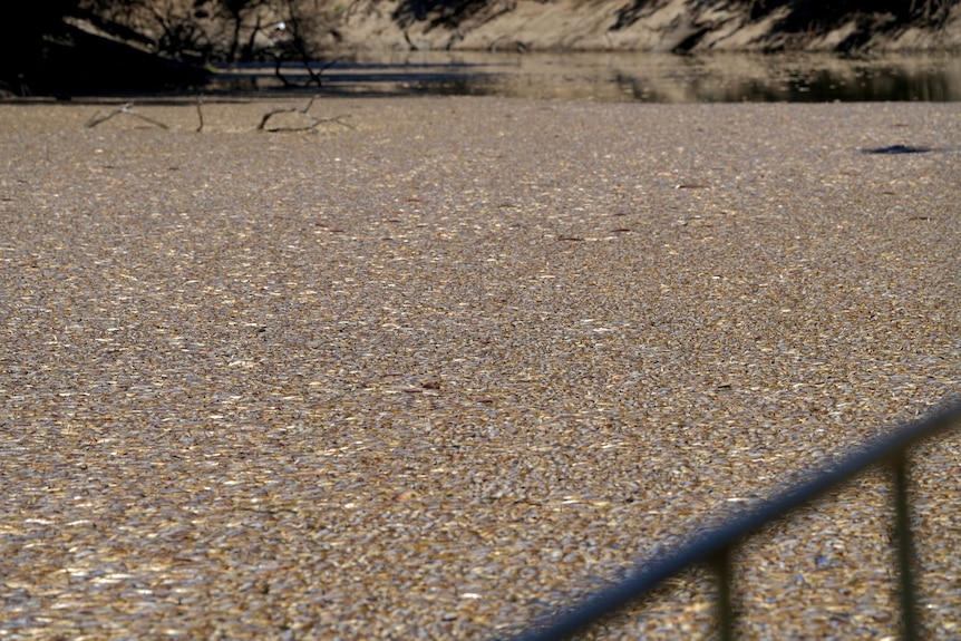 dead fish cover a river 