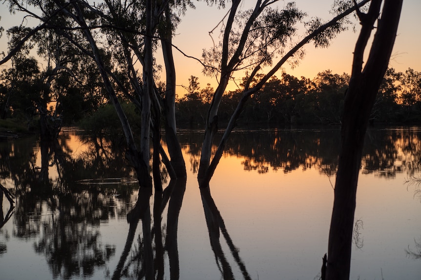 Silhouettes of trees standing in the flooded Barwon River at Brewarrina.