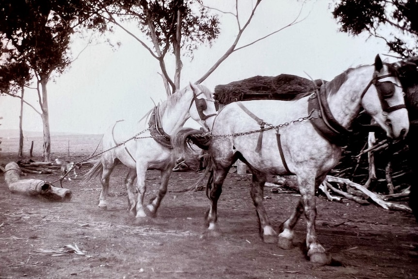 Percheron-cross heavy horses dragging a wagon of logs