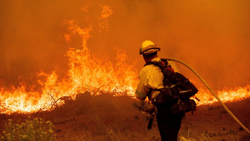 A single firefighter approaches a tall, bright grass fire, hose slung over their shoulder