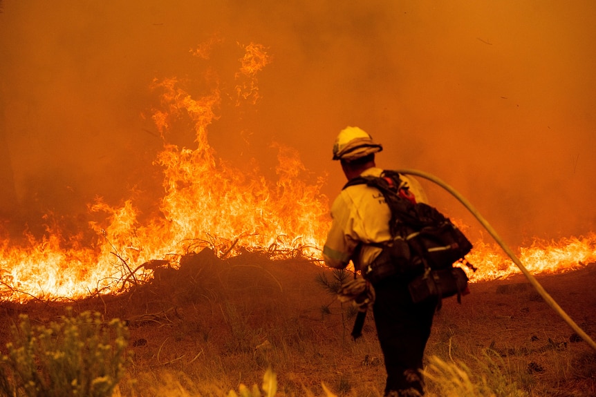A lone firefighter approaches a tall, bright grass fire, a hose thrown over their shoulder