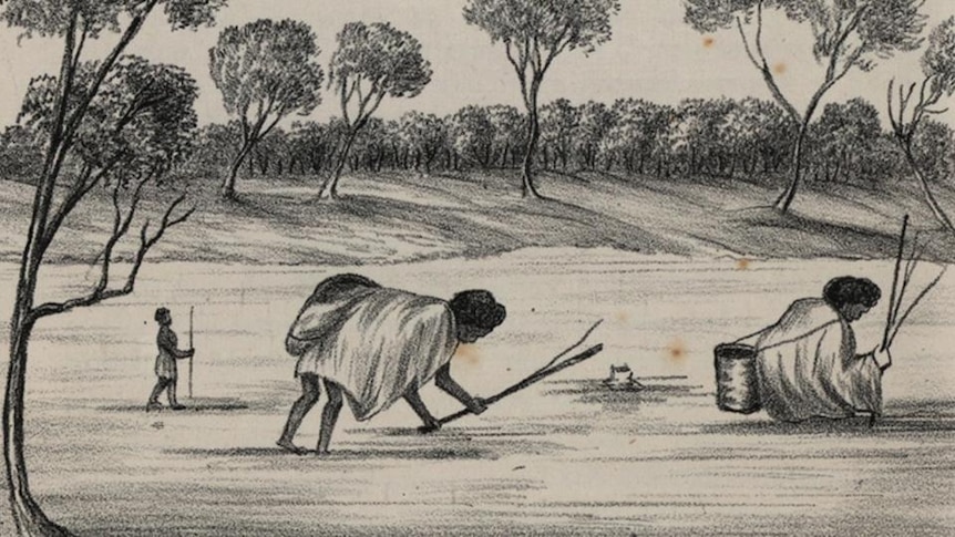 Drawing of Aborignal women collecting murnong plants