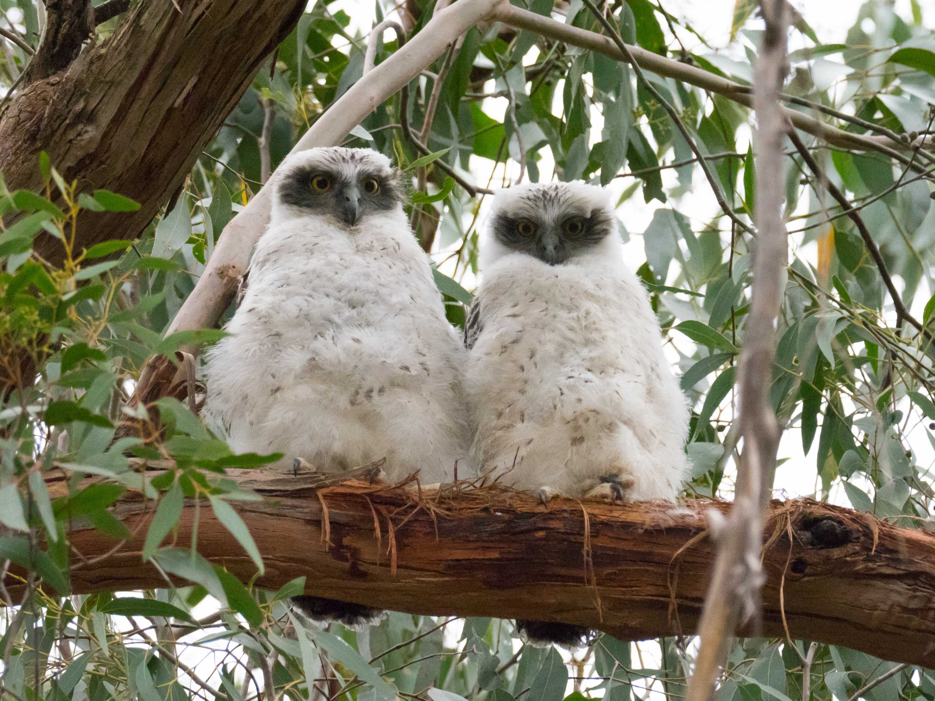 Powerful owls have settled down in Melbourne's suburbs, but it might