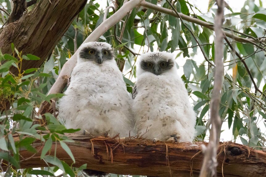 Two fluffy white powerful owl chicks sitting next to each other on a branch