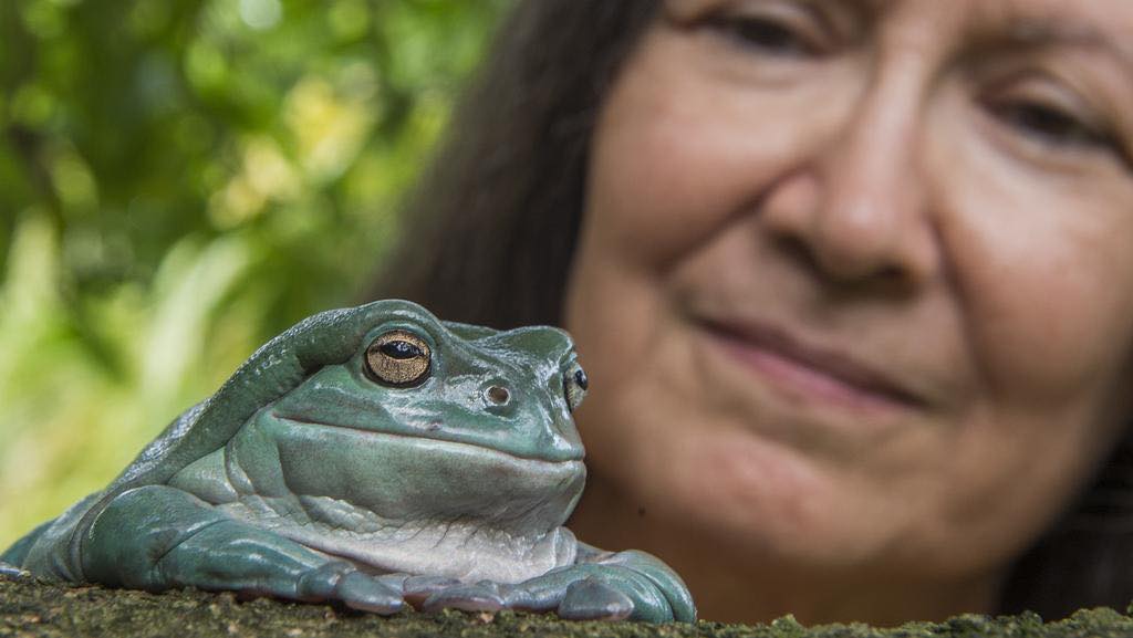 Frog hospital sees rise in cancers, prompting calls for more research