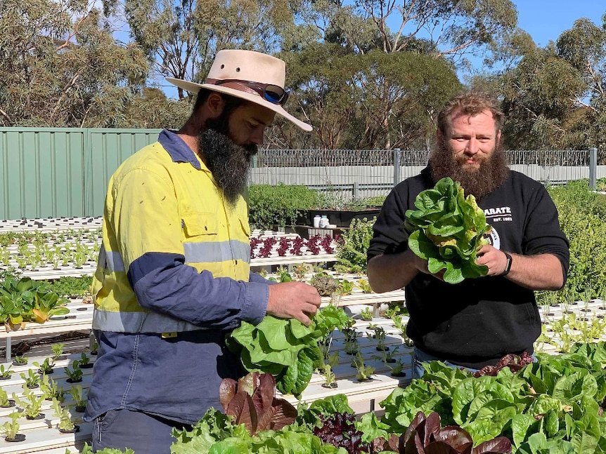 Dominic Smith holding his lettuce crop with his employee, 'Sardy'