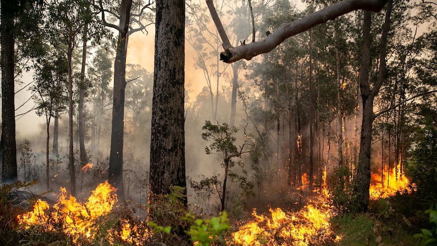 Fire burns among trees