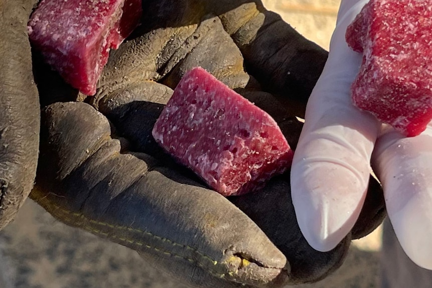 A gloved hands holding small cubes of poisoned meat.