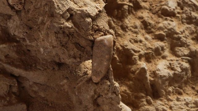 A large adult tooth believed to date back around 560,000 years