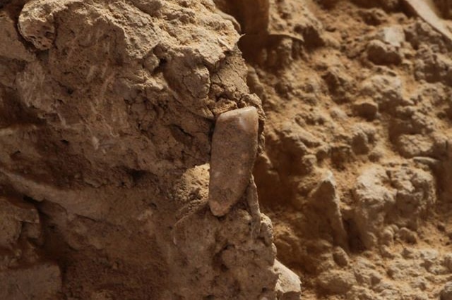 A large adult tooth believed to date back around 560,000 years