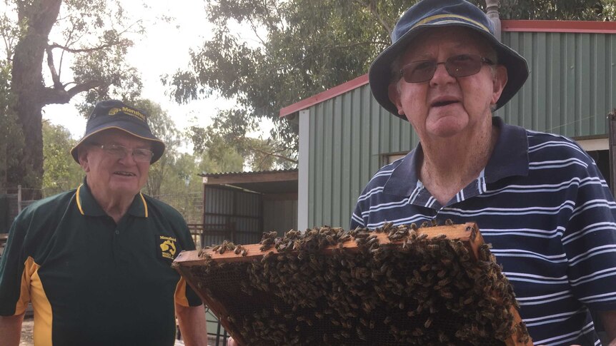 two men stand at a beehive, with an exposed hive of bees