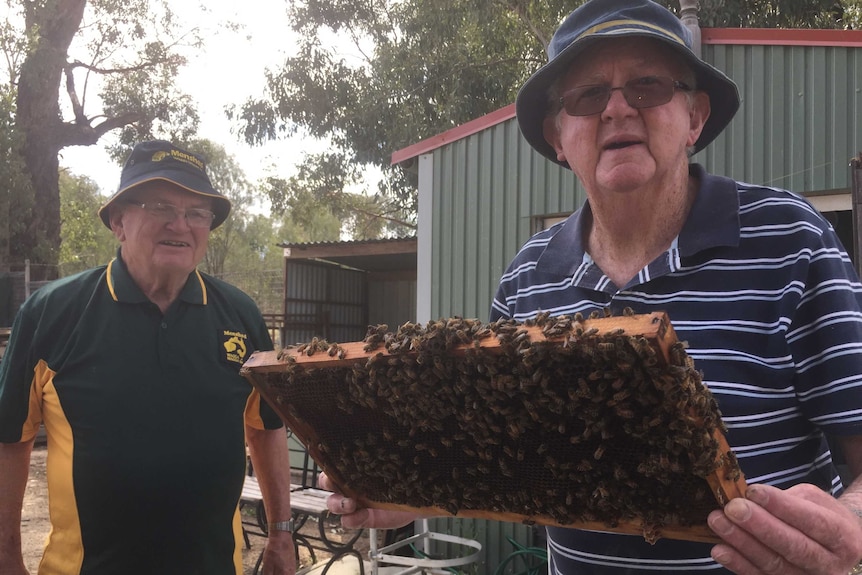 two men stand at a beehive, with an exposed hive of bees