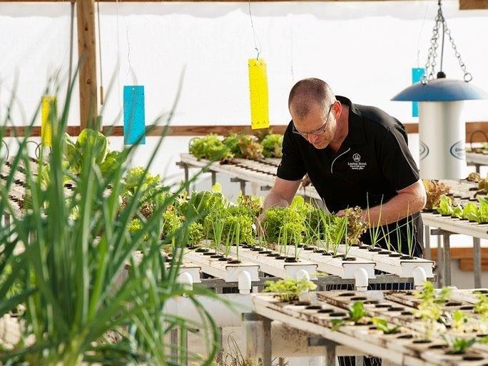 Loxton Hotel head chef Greg Janssen picking his vegetables at the aquaponics farm