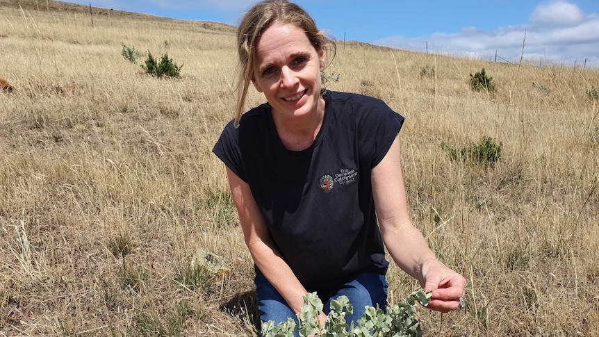 woman sitting in paddock in front of saltbush plant