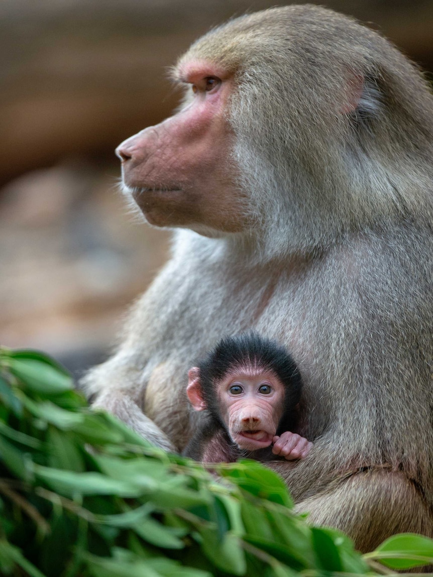 Chappi and her infant baboon