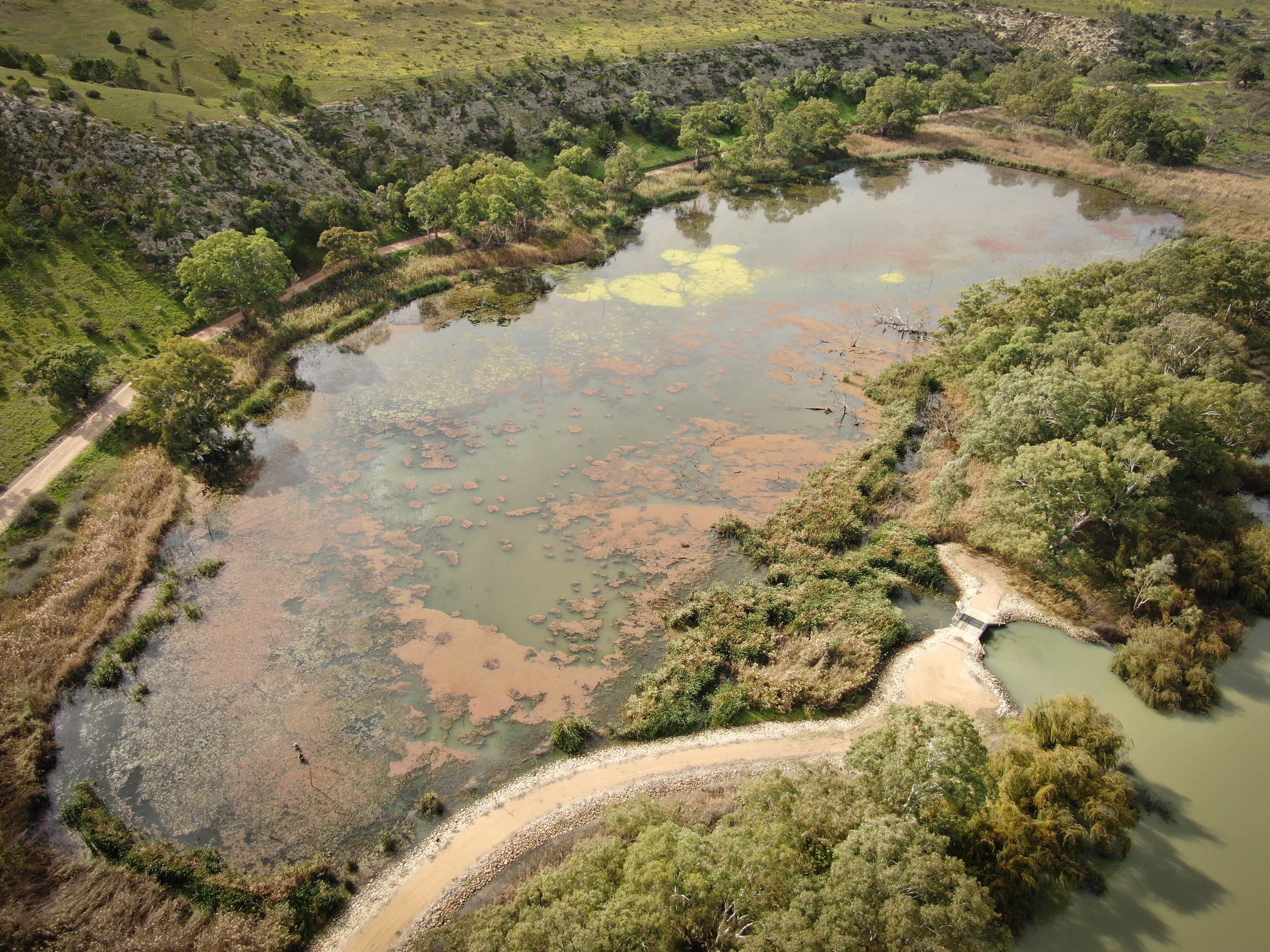 Wetland thriving with aquatic life again a glimpse of carp-free future
