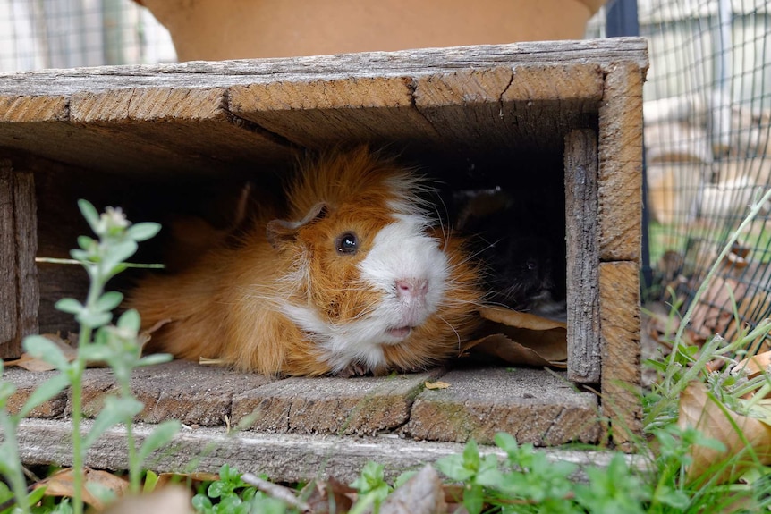 An orange and white guinea pig hiding in a crate in a garden.