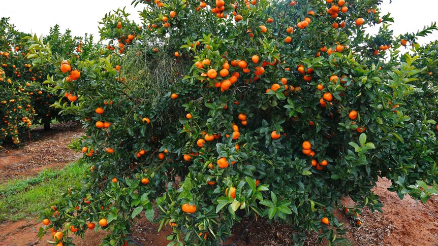 A mandarin tree stands in a field of crops ready to be picked.