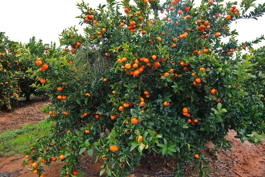 A mandarin tree stands in a field of crops ready to be picked.