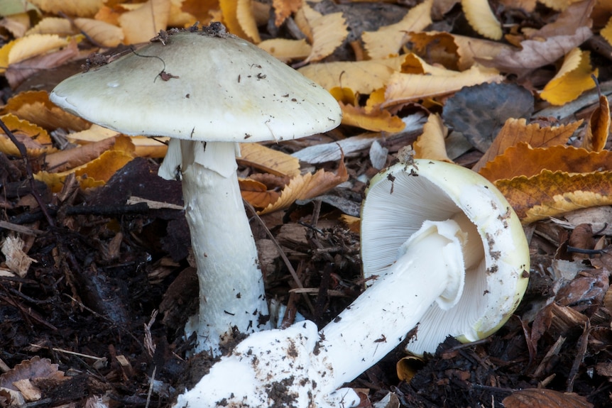 Two white mushrooms with long stems growing in soil surrounded by fallen oak leaves.