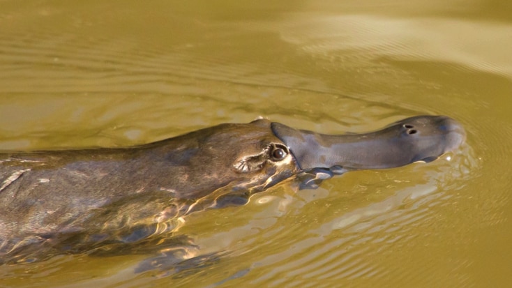 A platypus.