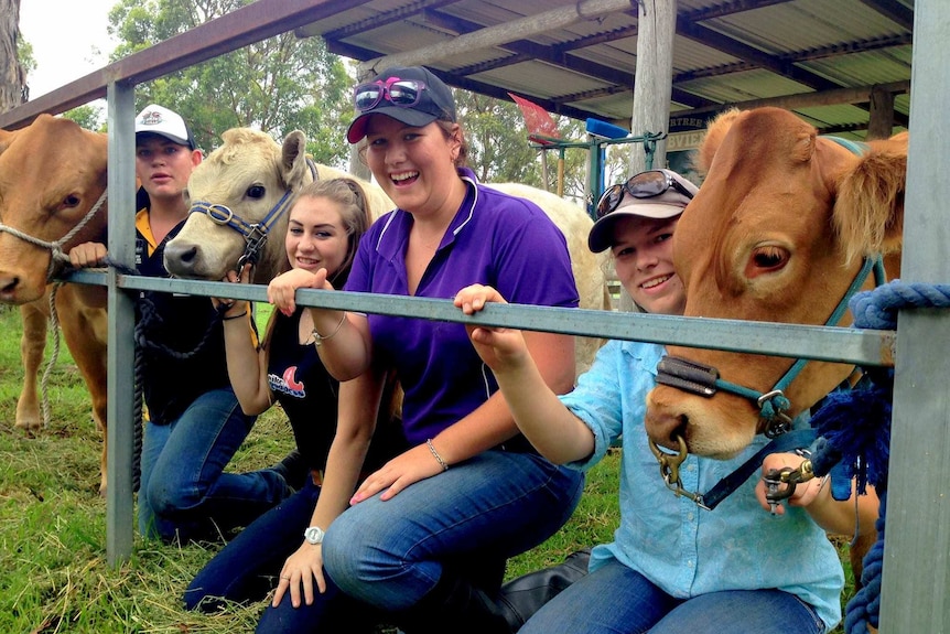 A group of young people with cattle at the Stanthorpe show