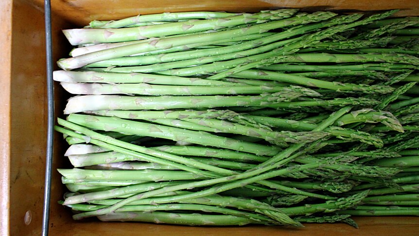 Stalks of freshly-cut asparagus in a yellow plastic crate.
